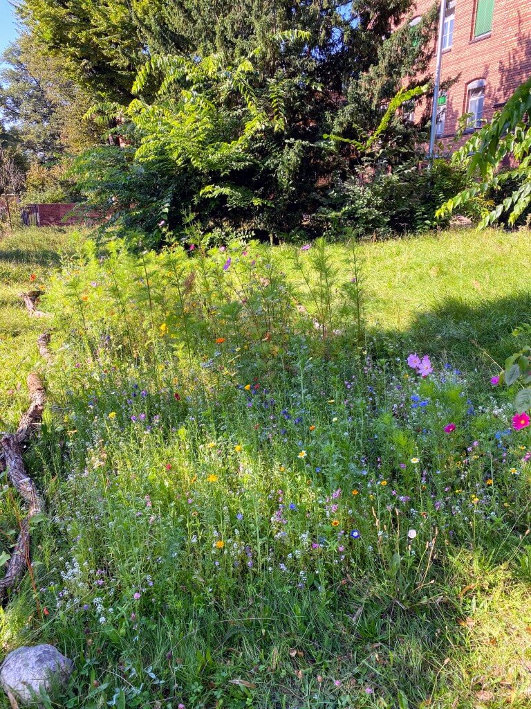 Die Blumenwiese vor der Zeune-Schule