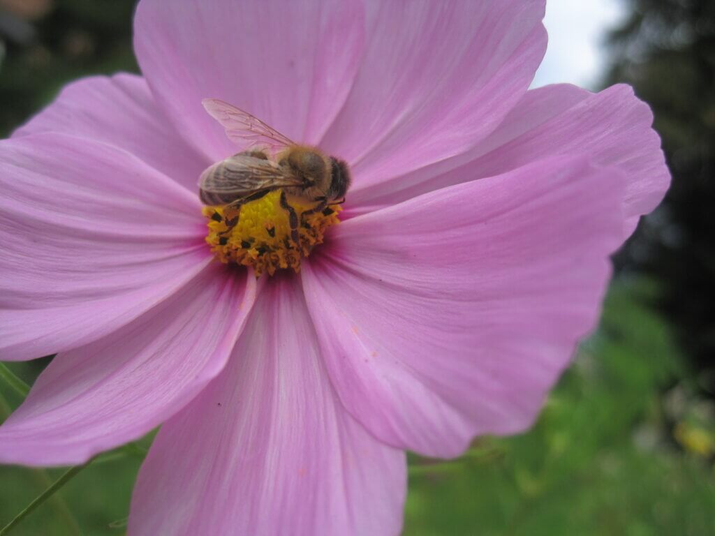 Eine rosa Cosmea mit Wildbiene