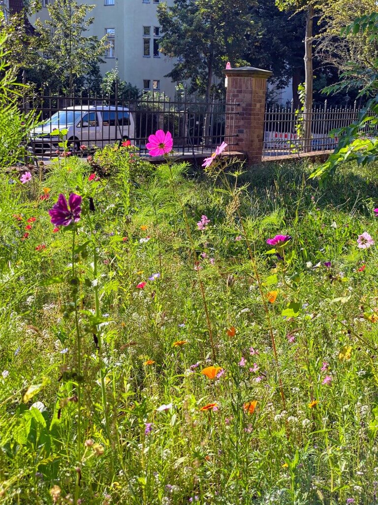 Die Blumenwiese vor der Zeune-Schule