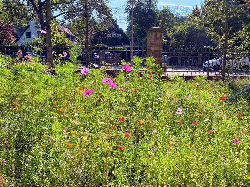 Die Blumenwiese vor der Zeune-Schule