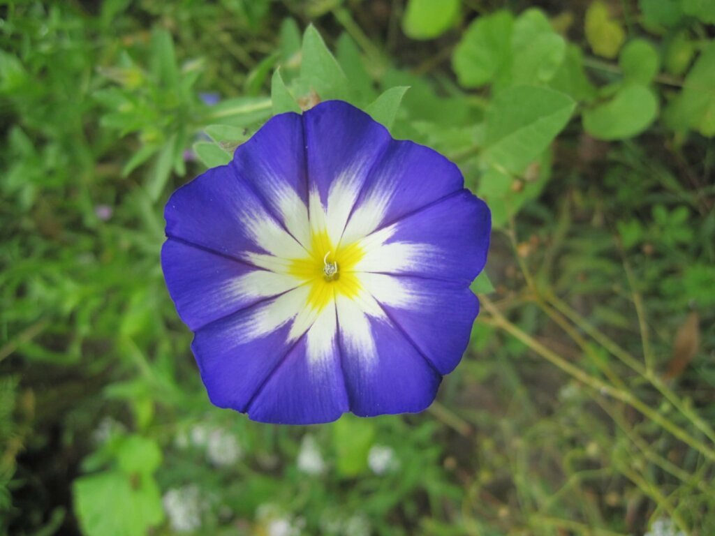 Eine blaue Wicke