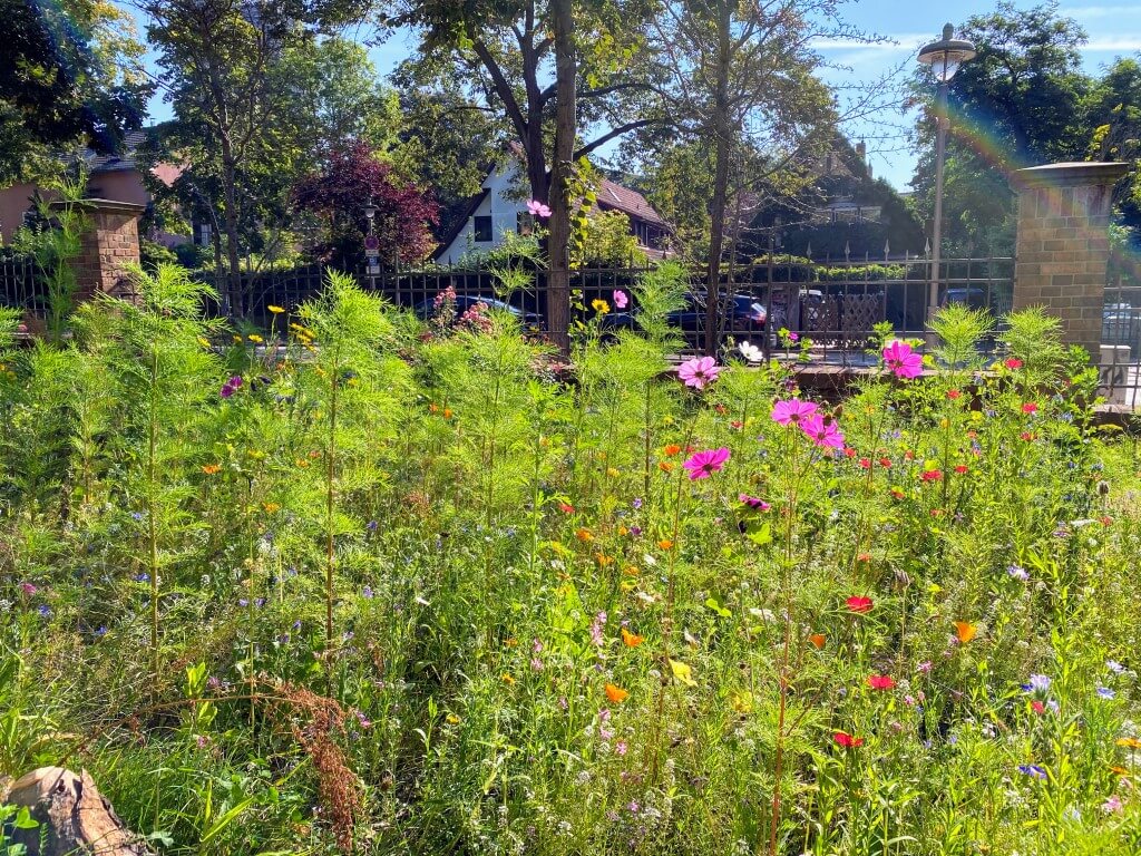 Die Blumenwiese vor der Zeune-Schule