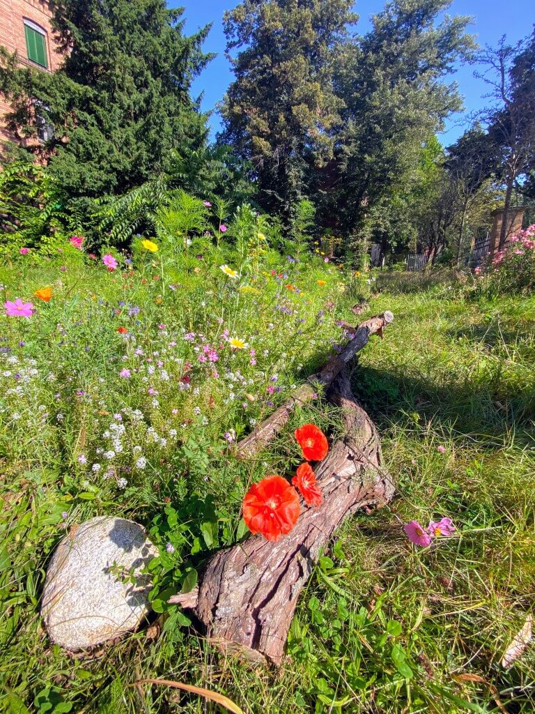 Die Blumenwiese vor der Zeune-Schule