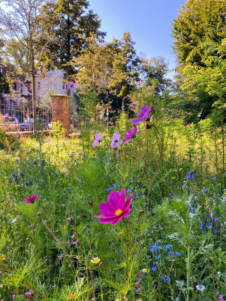 Die Blumenwiese vor der Zeune-Schule