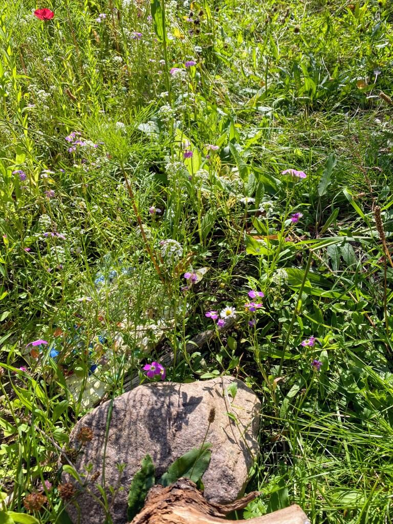 Die Blumenwiese vor der Zeune-Schule