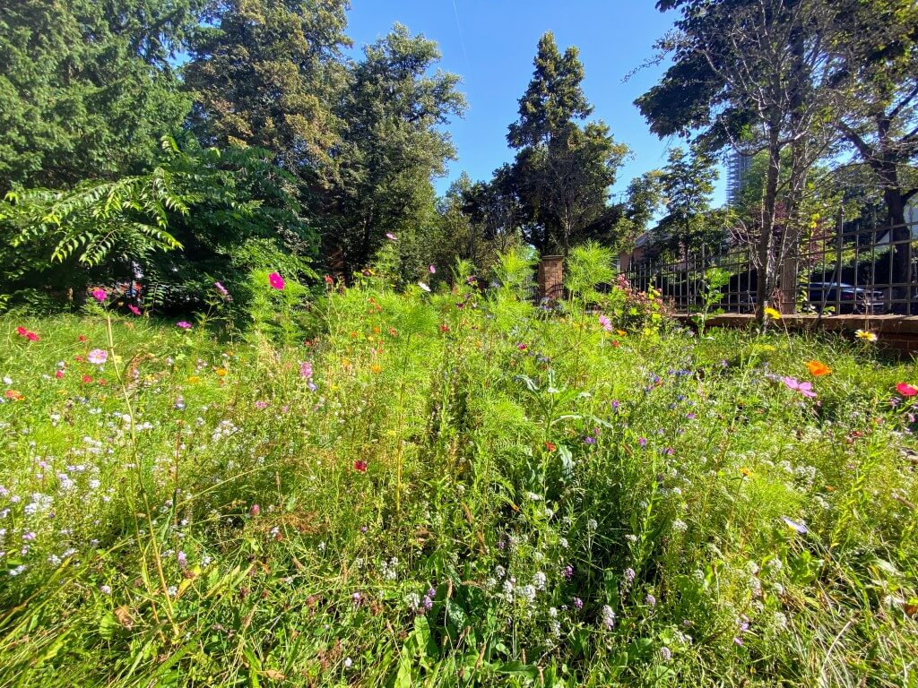 Die Blumenwiese vor der Zeune-Schule