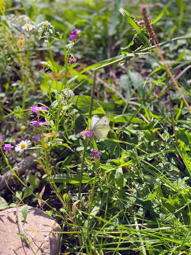 Die Blumenwiese vor der Zeune-Schule